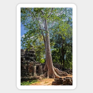 Giant Banyan Tree at Banteay Kdei Sticker